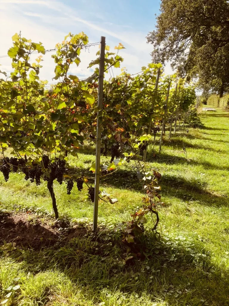 Gravel & Grapes - Rob Janssen