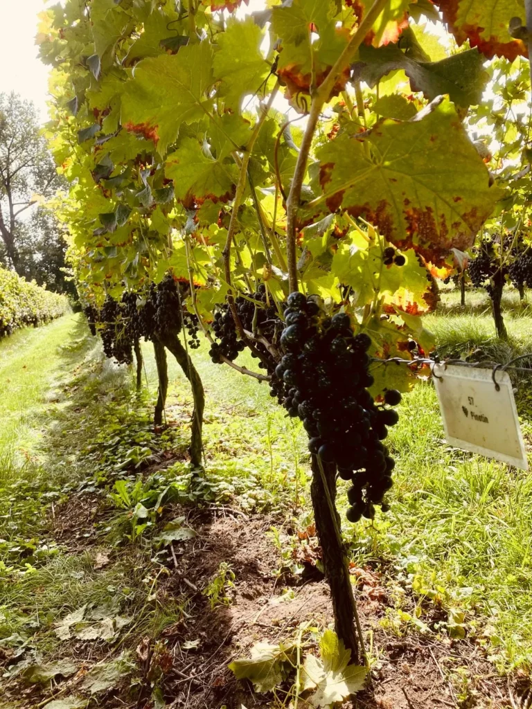 Gravel & Grapes - Rob Janssen