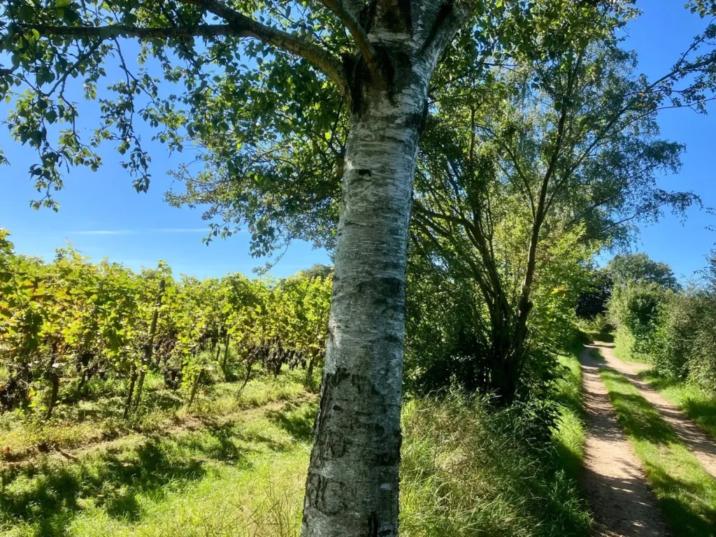 Gravel & Grapes - Rob Janssen