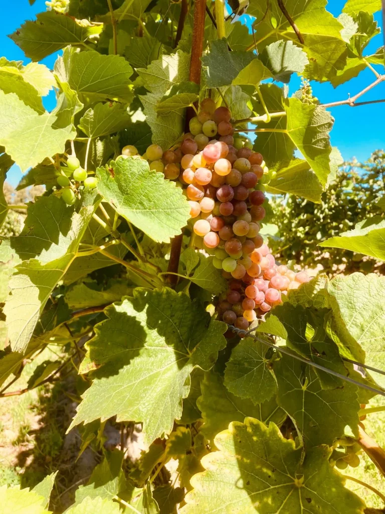 Gravel & Grapes - Rob Janssen