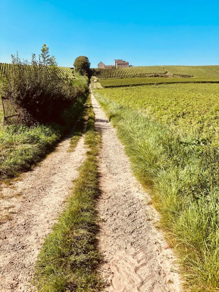 Gravel & Grapes - Rob Janssen