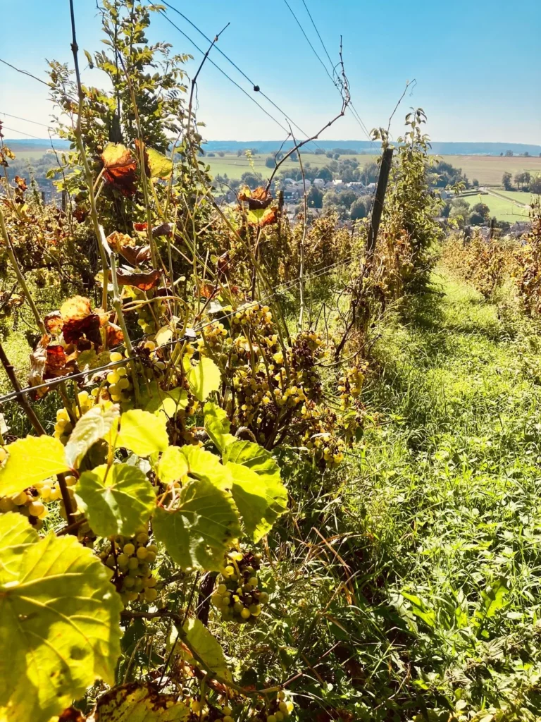 Gravel & Grapes - Rob Janssen